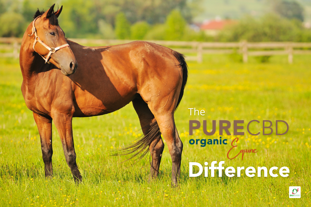The pure organic equine cbd difference