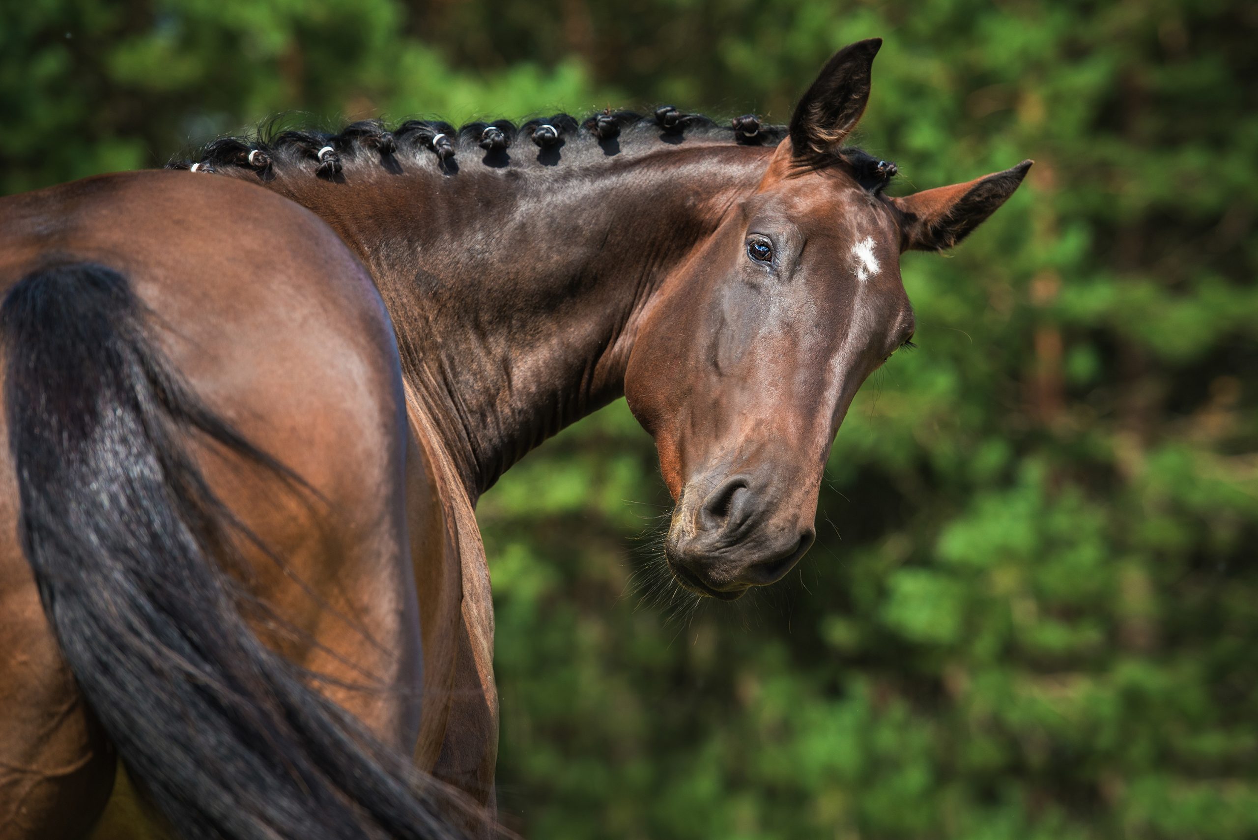 Horses digestive pain relief
