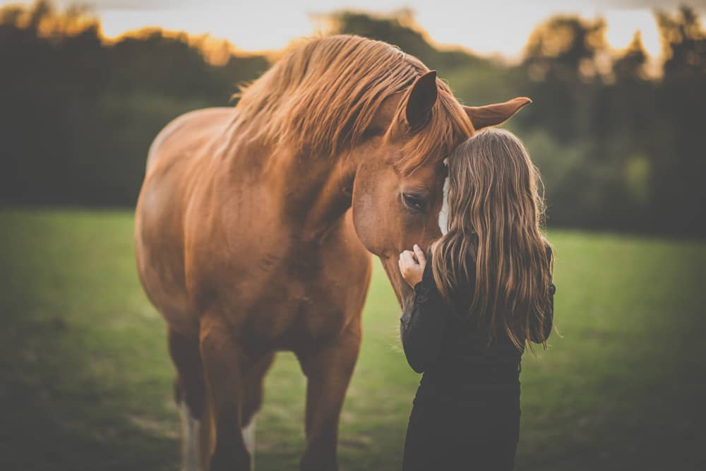 Horse care with cdb oil
